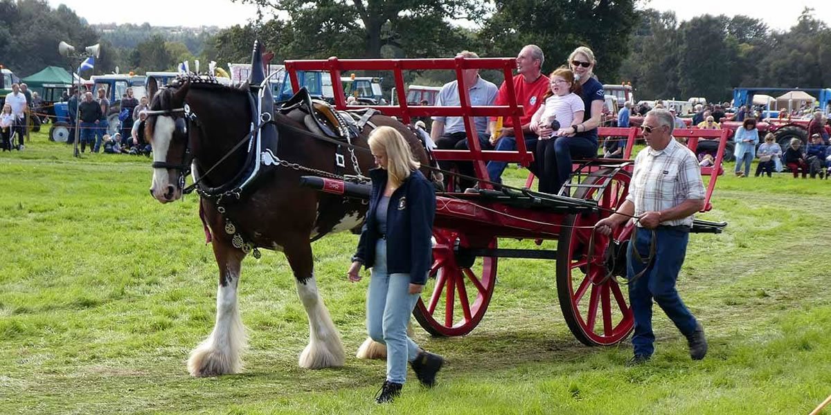 almalcolm-Clydesdales-at-Scone-Pala